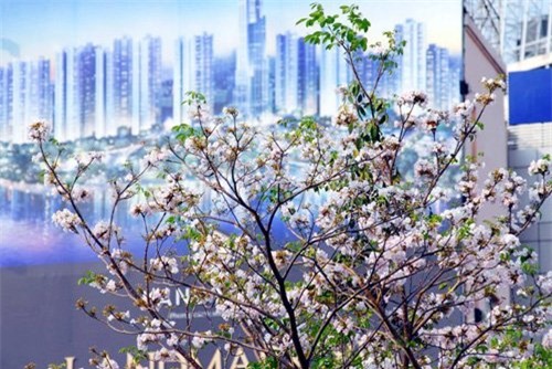 anh: xon xang duoi chum hoa ken hong trong nang sai gon hinh anh 4