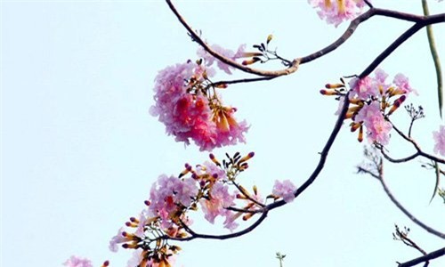 anh: xon xang duoi chum hoa ken hong trong nang sai gon hinh anh 5