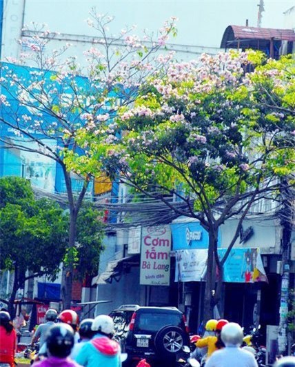 anh: xon xang duoi chum hoa ken hong trong nang sai gon hinh anh 6