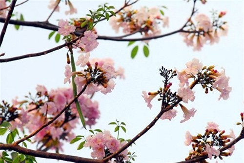 anh: xon xang duoi chum hoa ken hong trong nang sai gon hinh anh 7