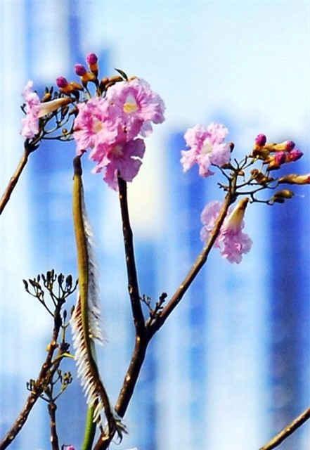 anh: xon xang duoi chum hoa ken hong trong nang sai gon hinh anh 8