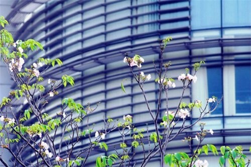 anh: xon xang duoi chum hoa ken hong trong nang sai gon hinh anh 9