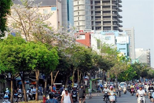 anh: xon xang duoi chum hoa ken hong trong nang sai gon hinh anh 10