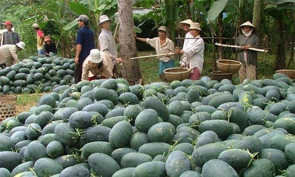 dưa hấu, dưa hấu tăng giá mạnh, đổ cho bò ăn, bỏ trồng dưa hấu