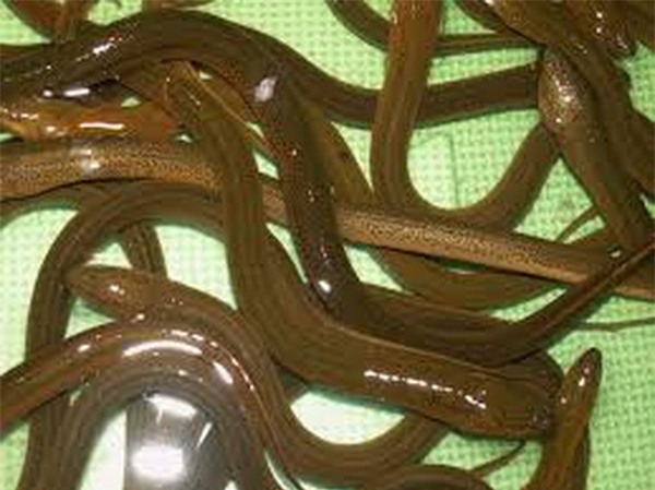 3 loại thịt, hóa chất, ngộ độc, ung thư, thực phẩm bẩn