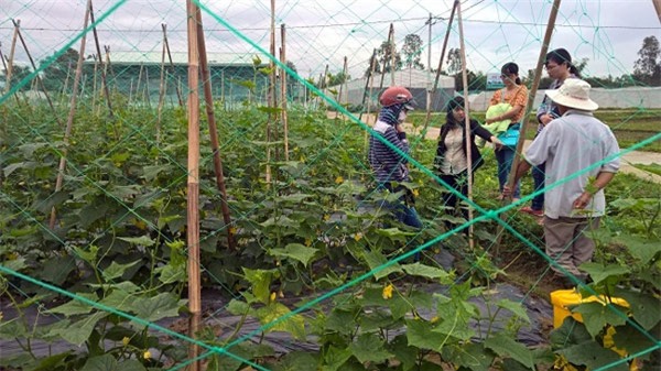 bo lua trong rau, thu nhap 270 trieu dong/ha hinh anh 1