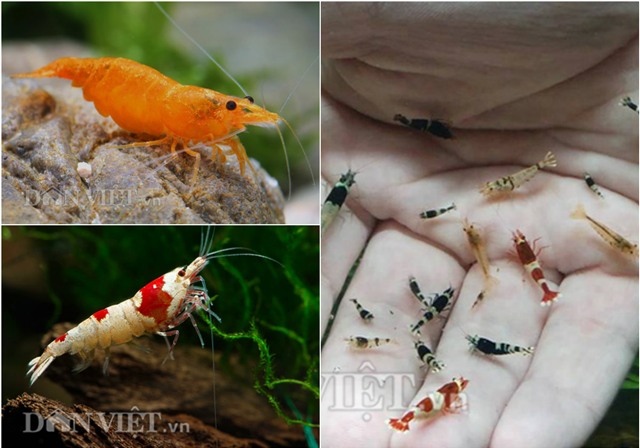 dan thu do dung “vu nu 7 mau” de... mat xa hinh anh 1