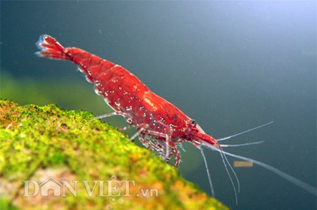 dan thu do dung “vu nu 7 mau” de... mat xa hinh anh 2