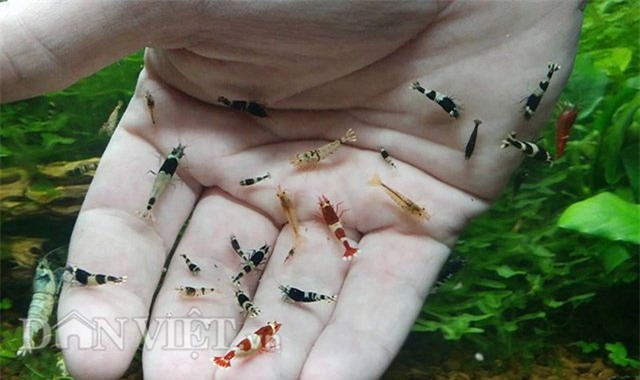 dan thu do dung “vu nu 7 mau” de... mat xa hinh anh 3