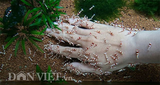 dan thu do dung “vu nu 7 mau” de... mat xa hinh anh 4