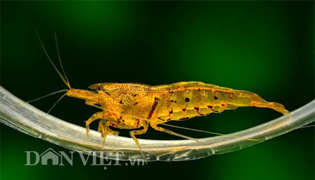 dan thu do dung “vu nu 7 mau” de... mat xa hinh anh 5