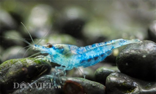 dan thu do dung “vu nu 7 mau” de... mat xa hinh anh 6