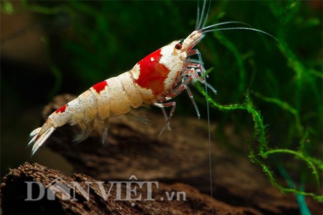 dan thu do dung “vu nu 7 mau” de... mat xa hinh anh 7