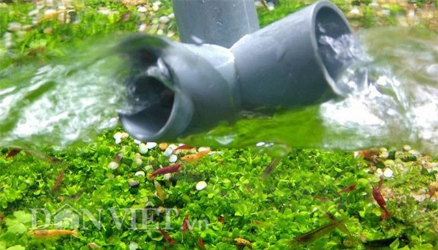 dan thu do dung “vu nu 7 mau” de... mat xa hinh anh 8