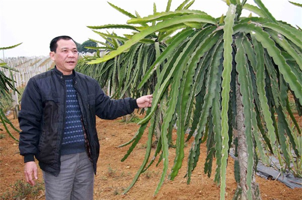 nguoi dan ong