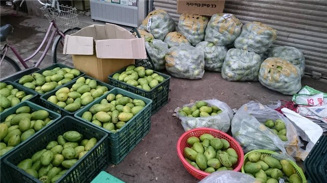 xoài campuchia, dân việt chuộng mua, dân buôn trúng đậm, thu lãi tiền triệu, xoài Việt Nam