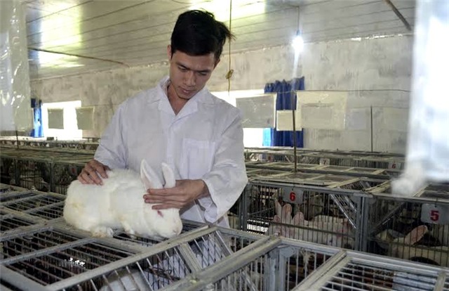 nuôi thỏ, giảng viên đại học, kỹ sư, trang trại thỏ