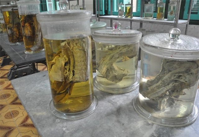 Can canh phong xac cua Dai hoc Y Ha Noi hinh anh 5