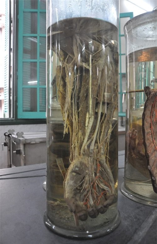 Can canh phong xac cua Dai hoc Y Ha Noi hinh anh 7