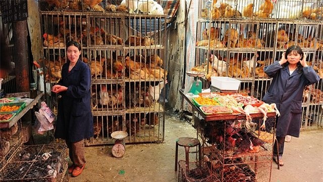 
Một công nhân làm việc tại trang trại đó cho biết mỗi ngày có khoảng 40 tới 50 con gà chết vì bệnh hoặc trầm cảm.
