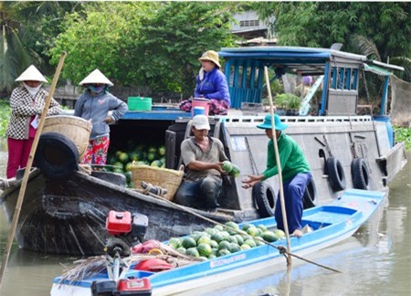 Mua bán dưa hấu ở huyện Mỹ Tú.