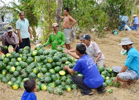 Thu hoạch dưa hấu ở xã Phú Mỹ.