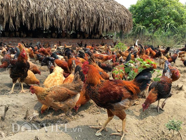 trang trai 6000 con ga sach nuoi theo kieu 