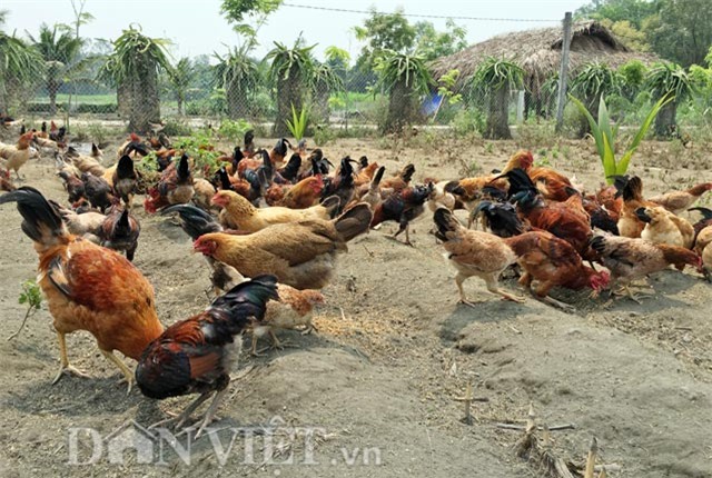 trang trai 6000 con ga sach nuoi theo kieu 