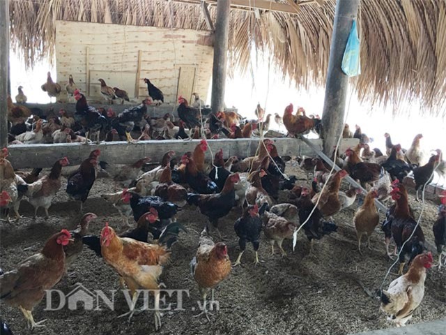 trang trai 6000 con ga sach nuoi theo kieu 