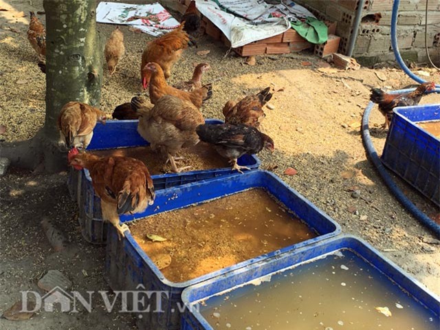 trang trai 6000 con ga sach nuoi theo kieu