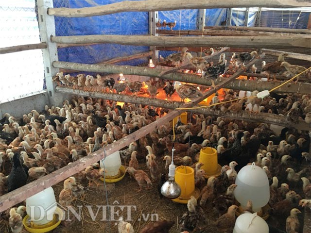 trang trai 6000 con ga sach nuoi theo kieu