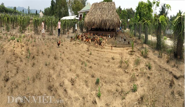 trang trai 6000 con ga sach nuoi theo kieu 