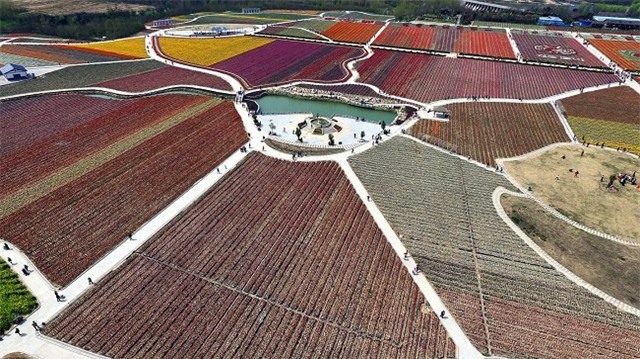 tq: vuon tulip khong lo dep kinh ngac tu tren cao hinh anh 6