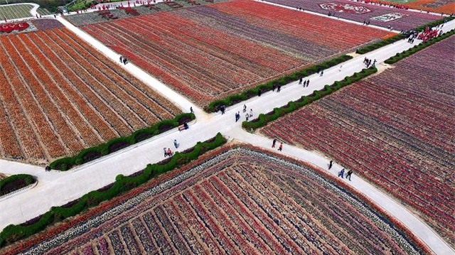 tq: vuon tulip khong lo dep kinh ngac tu tren cao hinh anh 10