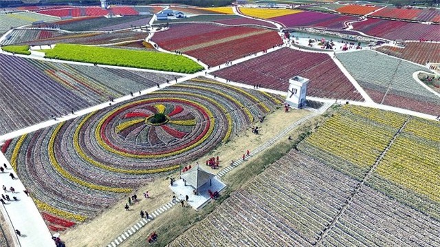 tq: vuon tulip khong lo dep kinh ngac tu tren cao hinh anh 11