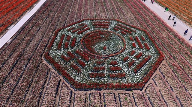 tq: vuon tulip khong lo dep kinh ngac tu tren cao hinh anh 9