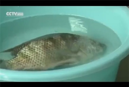 cá chết, hóa chất trung quốc, cá sắp chết sống lại, người dân hoang mang