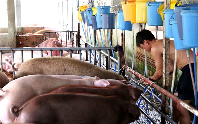 Công nhân một trại heo đang bơm nước vào heo trước khi chuyển đi giết thịt bị lực lượng chức năng bắt quả tang