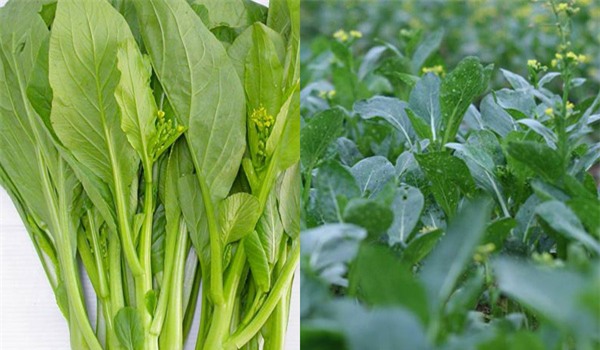 rau sạch, rau an toàn, thực phẩm bẩn, thuốc trừ sâu, chất kích thích, mẹo chọn rau sạch