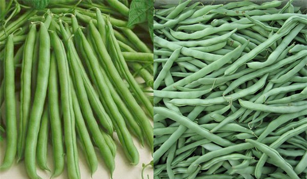 rau sạch, rau an toàn, thực phẩm bẩn, thuốc trừ sâu, chất kích thích, mẹo chọn rau sạch