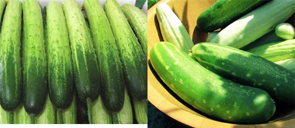 rau sạch, rau an toàn, thực phẩm bẩn, thuốc trừ sâu, chất kích thích, mẹo chọn rau sạch