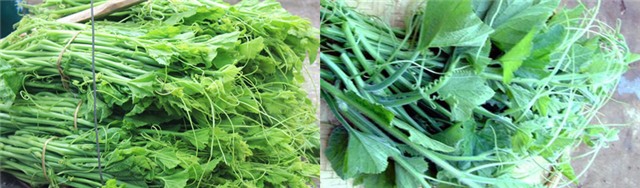 rau sạch, rau an toàn, thực phẩm bẩn, thuốc trừ sâu, chất kích thích, mẹo chọn rau sạch