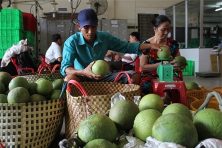 Bưởi da xanh sốt giá, khan hàng do hạn – mặn khủng khiếp-1