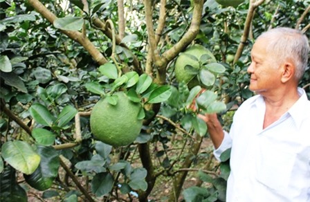 Bưởi da xanh sốt giá, khan hàng do hạn – mặn khủng khiếp-2