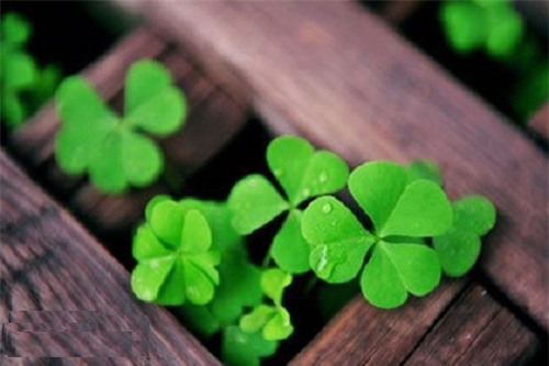 4 con giap duoc Than May man che cho suot doi hinh anh 3