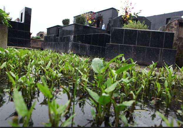 rau nghĩa địa, rau sạch, rau bẩn, rau trồng ở nghĩa trang, Vân Quỳnh