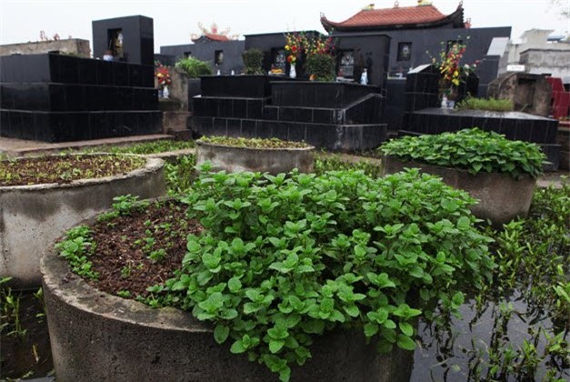 rau nghĩa địa, rau sạch, rau bẩn, rau trồng ở nghĩa trang, Vân Quỳnh