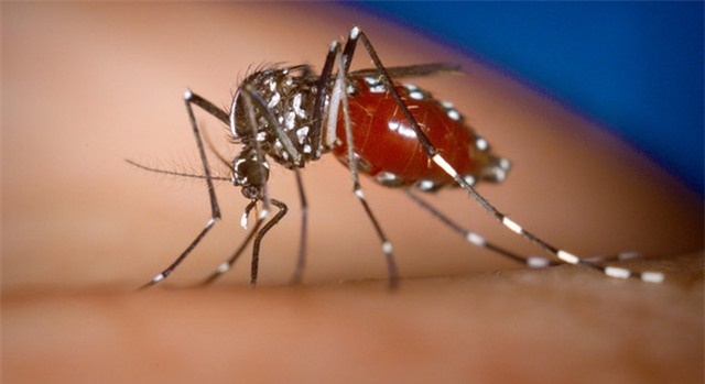 Sân bay Đà Nẵng xuất hiện muỗi truyền bệnh Zika