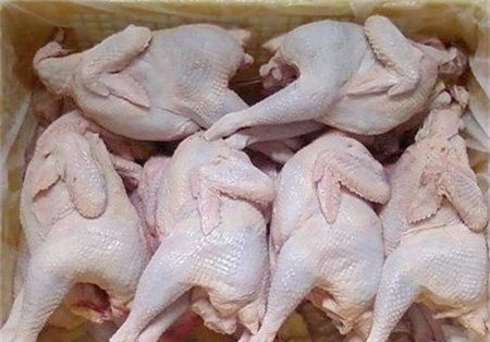 gà trung quốc, nhập khẩu gà trung quốc, ăn thịt rác, gà thải loại, gà nhập khẩu, chăn nuôi gia cầm