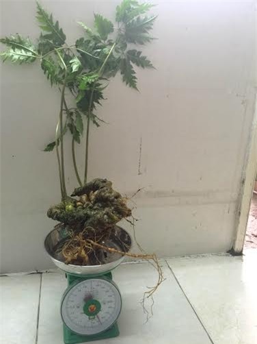 tam thất rừng, tam thất cổ, củ tam thất, tam thất Hoàng Liên Sơn